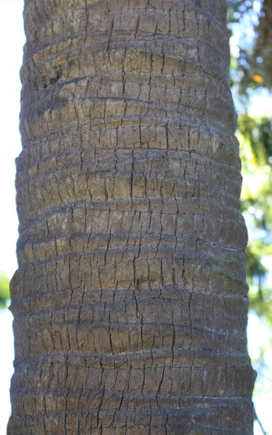 Bark